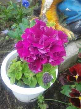 Декоративные садовые растения. - 20160725_084712.jpg