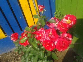 Декоративные садовые растения. - 20160725_084731.jpg