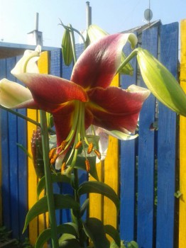 Декоративные садовые растения. - 20160725_084424.jpg