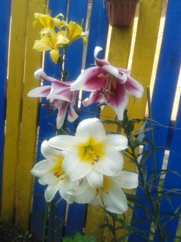 Декоративные садовые растения. - 20160725_084452.jpg