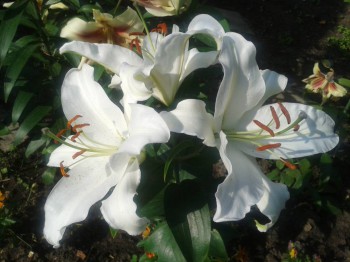 Декоративные садовые растения. - 20160725_084523.jpg