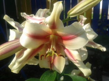 Декоративные садовые растения. - 20160725_084535.jpg