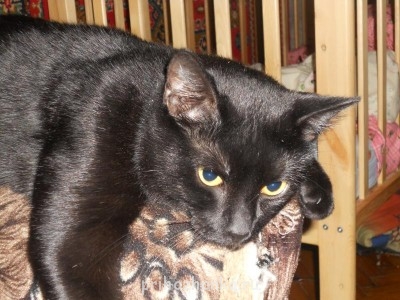 Кого из животных вы содержите? Фото приветствуется. - DSCN0177.jpg