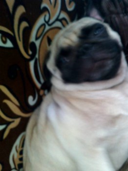 Кого из животных вы содержите? Фото приветствуется. - IMG_20160827_121249.jpg