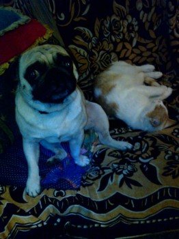 Кого из животных вы содержите? Фото приветствуется. - IMG_20161101_021014.jpg