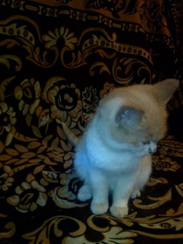 Кого из животных вы содержите? Фото приветствуется. - IMG_20161120_195934.jpg