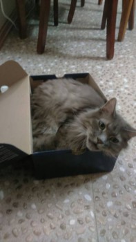 Кого из животных вы содержите? Фото приветствуется. - IMG-20160519-WA0013.jpg