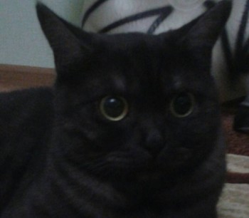 Кого из животных вы содержите? Фото приветствуется. - IMG_0298.JPG