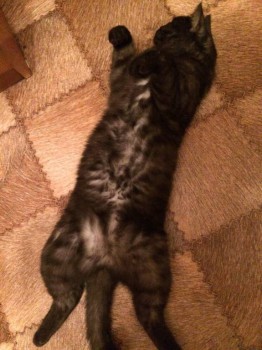 Кого из животных вы содержите? Фото приветствуется. - IMG_0850.JPG