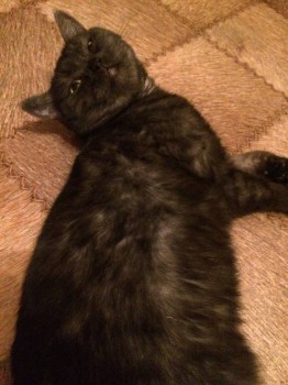 Кого из животных вы содержите? Фото приветствуется. - IMG_0852.JPG