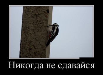 Из ВКонтактика с приветиком  - image.jpg