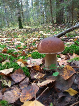 Замораживаем на зиму. - IMG_20160925_111331.jpg