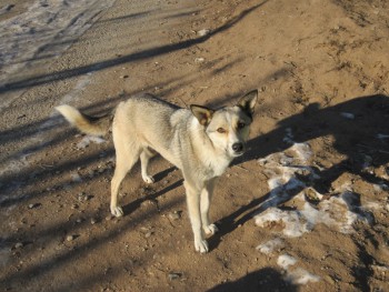 Кого из животных вы содержите? Фото приветствуется. - Ж.jpg