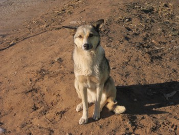 Кого из животных вы содержите? Фото приветствуется. - Ж1.jpg