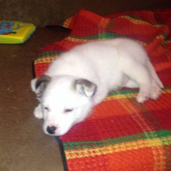 Кого из животных вы содержите? Фото приветствуется. - фото.JPG