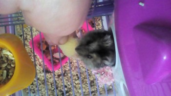 Кого из животных вы содержите? Фото приветствуется. - 20161025_124010.jpg