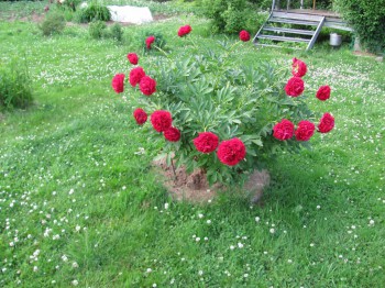 Декоративные садовые растения. - IMG_1491.JPG