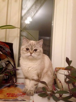 Кого из животных вы содержите? Фото приветствуется. - image.jpg