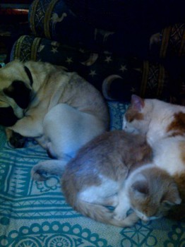 Кого из животных вы содержите? Фото приветствуется. - IMG_20161210_004206.jpg