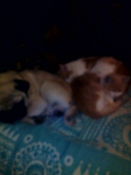 Кого из животных вы содержите? Фото приветствуется. - IMG_20161210_004121.jpg