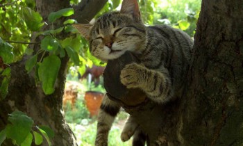 Cмешное из жизни животных. Фото и видео из интернета. - gzZVtWgNMBM.jpg