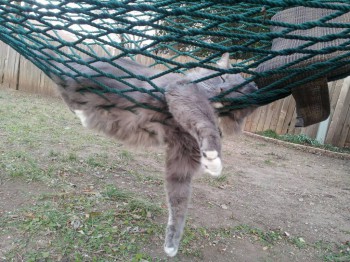 Cмешное из жизни животных. Фото и видео из интернета. - qg4zCFxMkqg.jpg