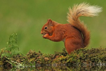 Аватарки. Наши интернет-лица-2 - WmbFsurnl3U.jpg