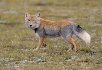 Редкие, необычные , милые и не очень - 00.jpg