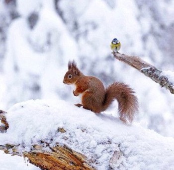 Аватарки. Наши интернет-лица-2 - image.jpg