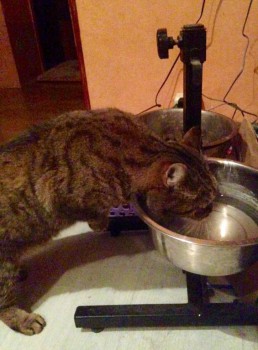 Проделки наших любимцев. Истории из жизни. - image.jpg