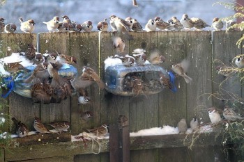 Птичий сад - image.jpg