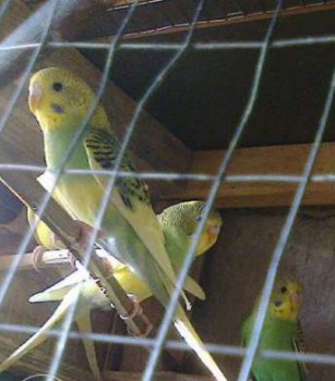 Попугайчики и все о них... - попугаи 1_1.jpg