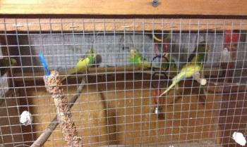 Попугайчики и все о них... - попугаи 1_2.jpg