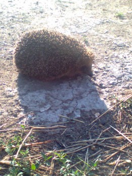 В мире животных фото, видео  - Фото0136.jpg