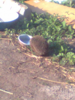 В мире животных фото, видео  - Фото0139.jpg