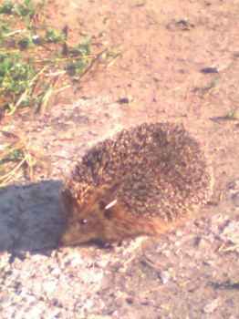 В мире животных фото, видео  - Фото0138.jpg