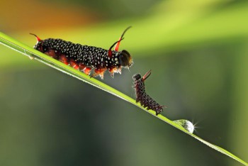 В мире животных фото, видео  - 4.jpg