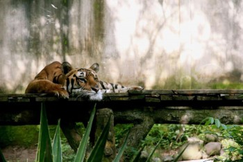 В мире животных фото, видео  - 4.jpg