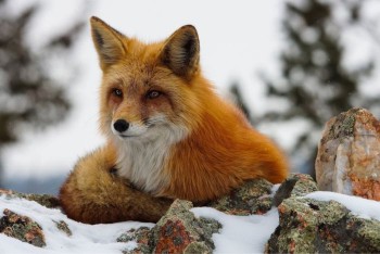 В мире животных фото, видео  - 6.jpg