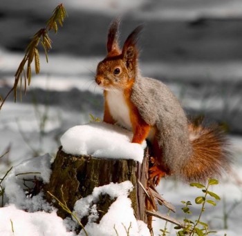 Аватарки. Наши интернет-лица-2 - image.jpg