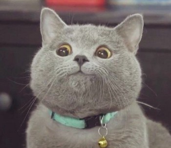 Из ВКонтактика с приветиком  - кот 123.jpg