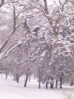 Поговорим о погоде - IMG_20170108_132601_1.jpg