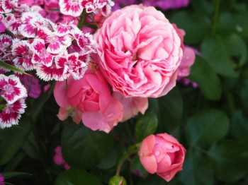 Декоративные садовые растения. - P6252831.JPG