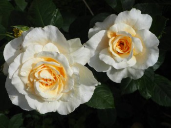 роза сорт Комтесса