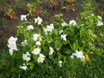 Декоративные садовые растения. - P6252837.JPG