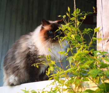 Декоративные садовые растения. - P6252860.JPG