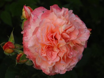 Декоративные садовые растения. - P6252845.JPG