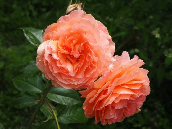 Декоративные садовые растения. - P6282900.JPG