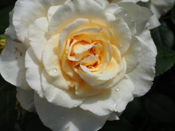 Декоративные садовые растения. - P6282911.JPG