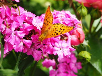 Декоративные садовые растения. - P6282954.JPG